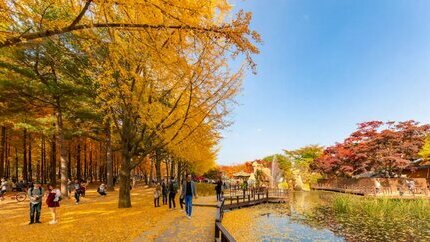 [Tour Lá Vàng]: Khám Phá Mùa Thu Hàn Quốc 5 Ngày 4 Đêm từ HCM