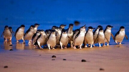 Tour Đảo Phillip Huyền Diệu 1 Ngày  – Vũ Khúc Cánh Cụt & Khám Phá Thiên Nhiên