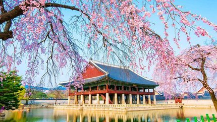 Tour Du Lịch Mùa Hoa Anh Đào Hàn Quốc 2024 (Khởi hành từ Hà Nội)