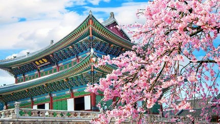 Tour Hàn Quốc ngắm hoa anh đào: HCM - Seoul - Đảo Nami - Rừng Seoul 5N4Đ