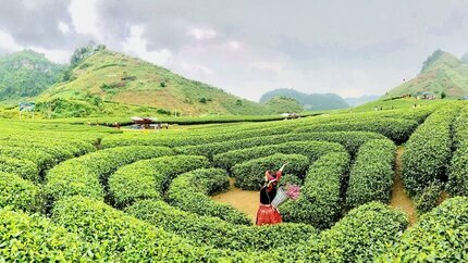 Tour Mộc Châu 2N1Đ: Cầu Kính Bạch Long - Đồi Chè Trái Tim - Thác Dải Yếm