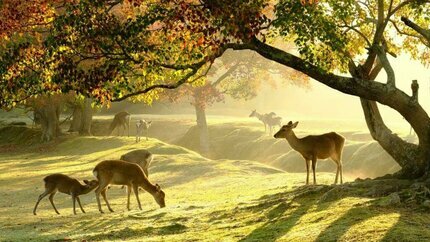 Tour Nhật Bản 4N4Đ – Khám Phá Tinh Hoa Văn Hóa Osaka – Kyoto – Nara – Kobe