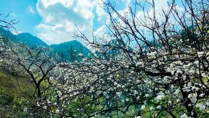 Tour tết Tây Bắc 2025: Mộc Châu - Sơn La - Điện Biên 5N4Đ