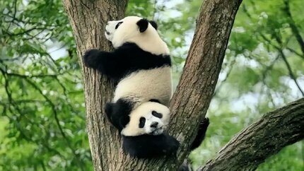 Tour Thành Đô - Nga Mi - Lạc Sơn - Cửu Trại Câu (No Shopping)