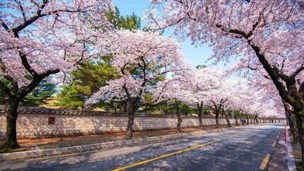 [Tour Tự Túc]: Seoul - Jeju - Làng dân gian Seongeup - Miệng Núi Lửa Seongsan Ilchulbong - Nami