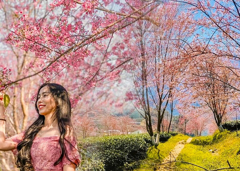 Tour Tết Tây Bắc: Sapa - Lai Châu - Điện Biên - Sơn La- Mộc Châu 5N5Đ