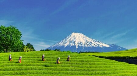 Chạm Hè Nhật Bản  Shizuoka – Núi Phú Sĩ – Tokyo 5N4Đ Từ Hà Nội   Vietjet Air
