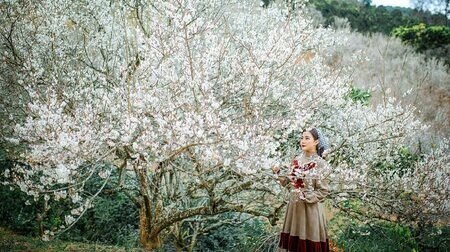 Khung cảnh thiên nhiên tại Mộc Châu không thể bỏ qua trong tour Tây Bắc 5N4Đ