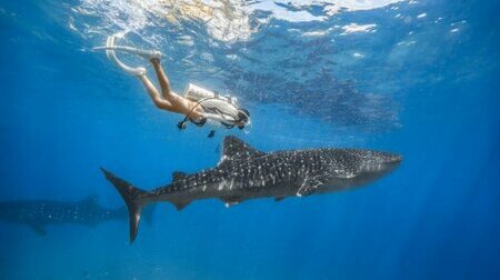 Trải nghiệm cảm giác ngắm nhìn và bơi cùng Oslob – loài cá mập voi lớn và thân thiện nhất thế giới