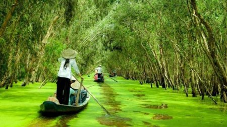 Rừng tràm Trà Sư trong tour miền Tây