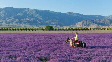 Biển hoa Thiên Sơn là một trong những biển hoa oải hương đẹp và nổi tiếng ở Tân Cương