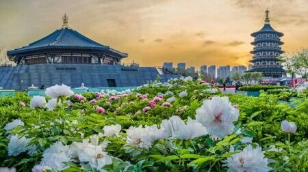 Công viên Hoa Mẫu Đơn Lạc Dương – nơi được xem là biểu tượng quốc hoa của Trung Quốc