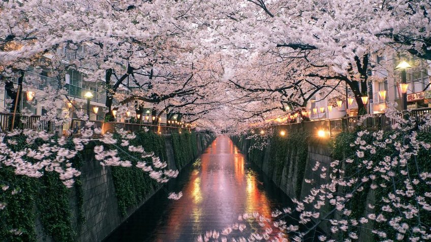 Hoa anh đào là một trong biểu tượng của Nhật Bản
