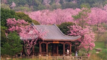 Mùa hoa anh đào Nam Ninh