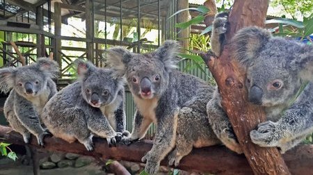 Tour du lịch Úc từ Hà Nội: Công viên Koala Park