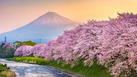 Ngắm trọn mùa hoa anh đào: Đà Nẵng - Kyoto - Osaka - Tokyo