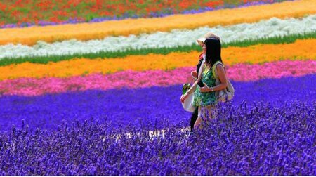 Rực Rỡ Sắc Hoa Lavender  Hokkaido   Asahikawa   Furano   Sapporo   Otaru 6N5Đ  Từ HCM