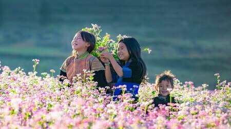 Đón Tết với mùa hoa tam giác mạch đẹp ngây ngất