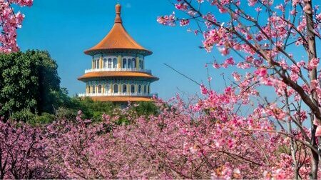 Đài Loan Mùa Hoa Anh Đào