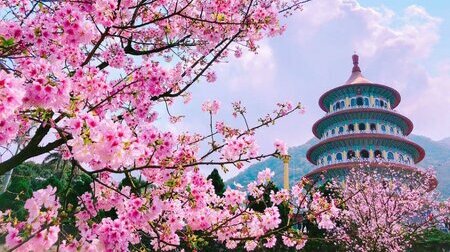 Đài Loan Mùa Hoa Anh Đào