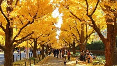 Khám phá du lịch Nhật Bản mùa lá đỏ