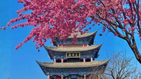 Mùa hoa anh đào thơ mộng tại Lệ Giang