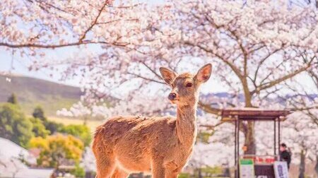 Tour ngắm hoa anh đào Kagoshima 6N5Đ   Từ Hà Nội