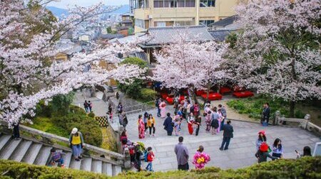 Tour hoa anh đào Nhật Bản