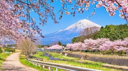 MÙA XUÂN NHẬT BẢN