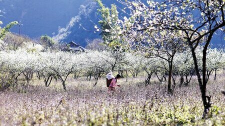 Mùa hoa Mộc Châu xinh đẹp trong tiết trời vào xuân