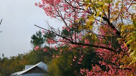 Khung cảnh hoa đào rực rỡ trong tour tết Đông Tây Bắc (2)