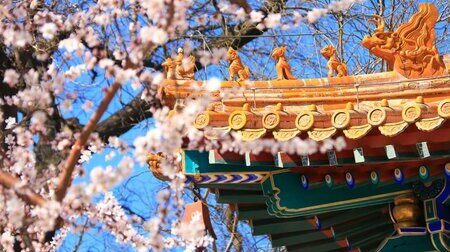 Bắc Kinh mùa hoa anh đào