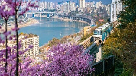 Mùa hoa anh đào tại Trùng Khánh