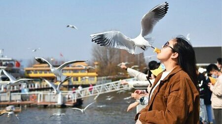 Trải nghiệm cho hải âu ăn ở hồ Điền Trì