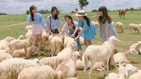 Nhóm khách chơi cùng các chú cừu