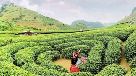Vòng Cung Tây Bắc 5N4Đ: Sapa - Lai Châu - Điện Biên - Mộc Châu - Mai Châu
