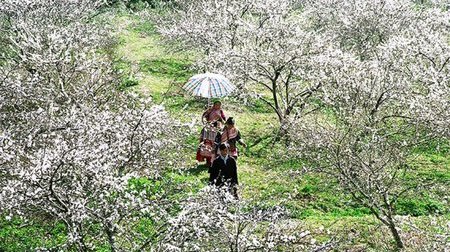 Cao nguyên trắng Bắc Hà dịp Tết