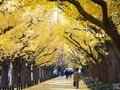 Hành Trình Mùa Thu 2026: Tokyo – Núi Phú Sĩ – Kyoto – Osaka 6N5Đ | No Shopping