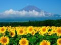 Tour Tokyo Mono 5N4Đ: Hành Trình Chuyên Biệt Dành Riêng Tokyo & Phú Sĩ