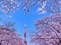 Ngắm hoa anh đào: Hà Nội - Yamanashi - Núi Phú Sĩ (1 ngày vui chơi tự do tại Tokyo)