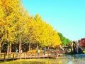 Tour Hàn Quốc Giá Rẻ: HCM - Seoul - Nami 5N4Đ