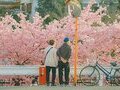 [HOT] Tour Nhật Bản 2025: Mùa Hoa Anh Đào Giao Hưởng Mùa Xuân