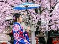 Tour Hoa Anh Đào Nhật Bản: Cung Đường Vàng Osaka - Kyoto - Tokyo 5N5Đ