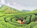Tour Mộc Châu 2N1Đ: Cầu Kính Bạch Long - Đồi Chè Trái Tim - Thác Dải Yếm