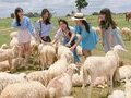 Tour Đoàn Vũng Tàu Biển Xanh 2N1Đ: Hồ Chí Minh - Marina - Nông Trại Cừu