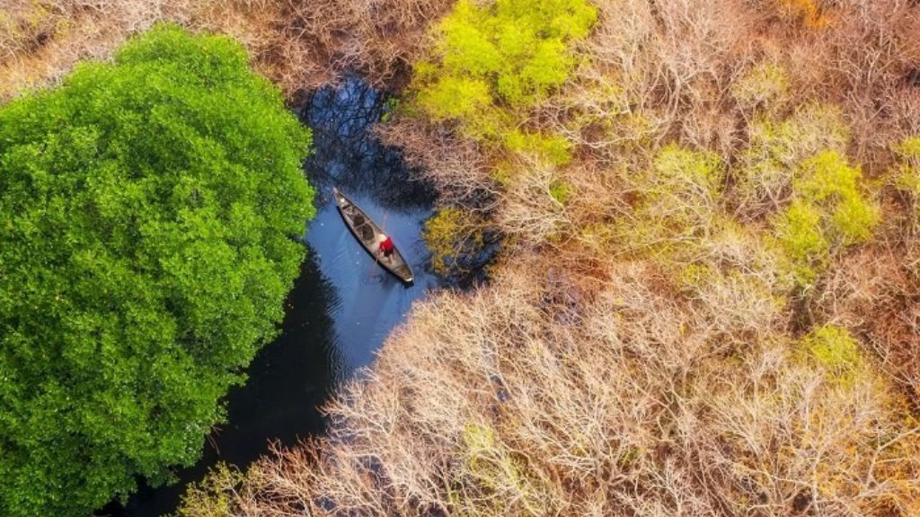 Khám phá rừng ngập mặn Rú Chá với thiên nhiên phong phú