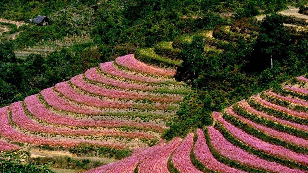 Chụp hình hoa tam giác mạch
