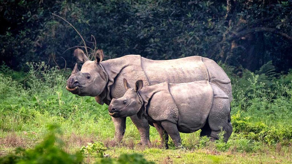 Động vật quý hiếm tại Vườn Quốc Gia Chitwan