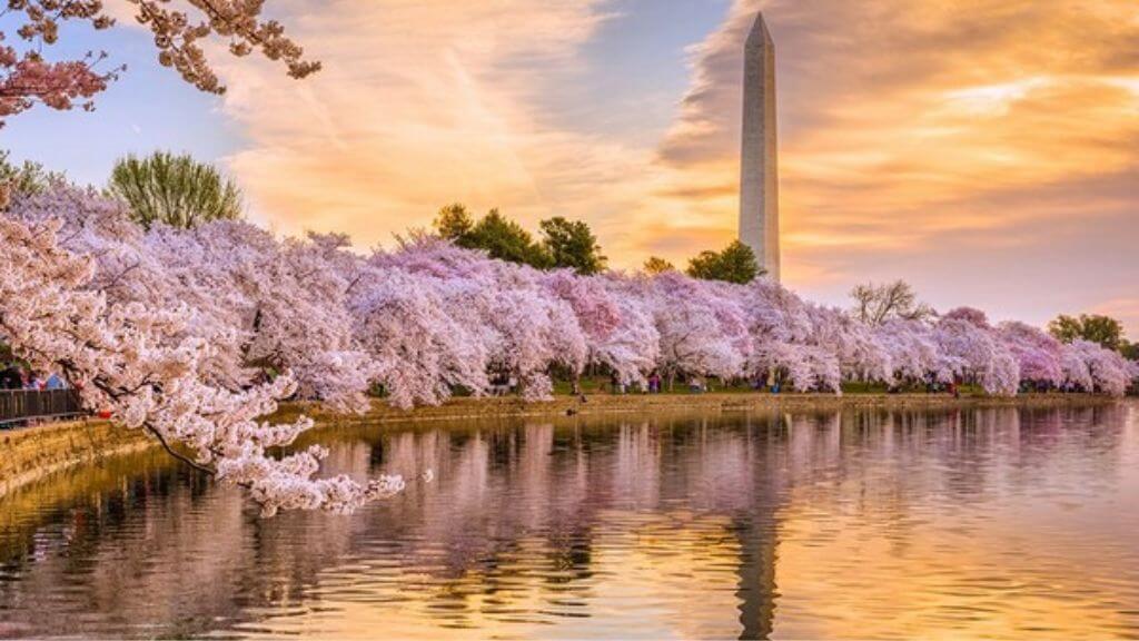 Hồ Tidal Basin – hồ nhân tạo nổi tiếng ở Washington D C