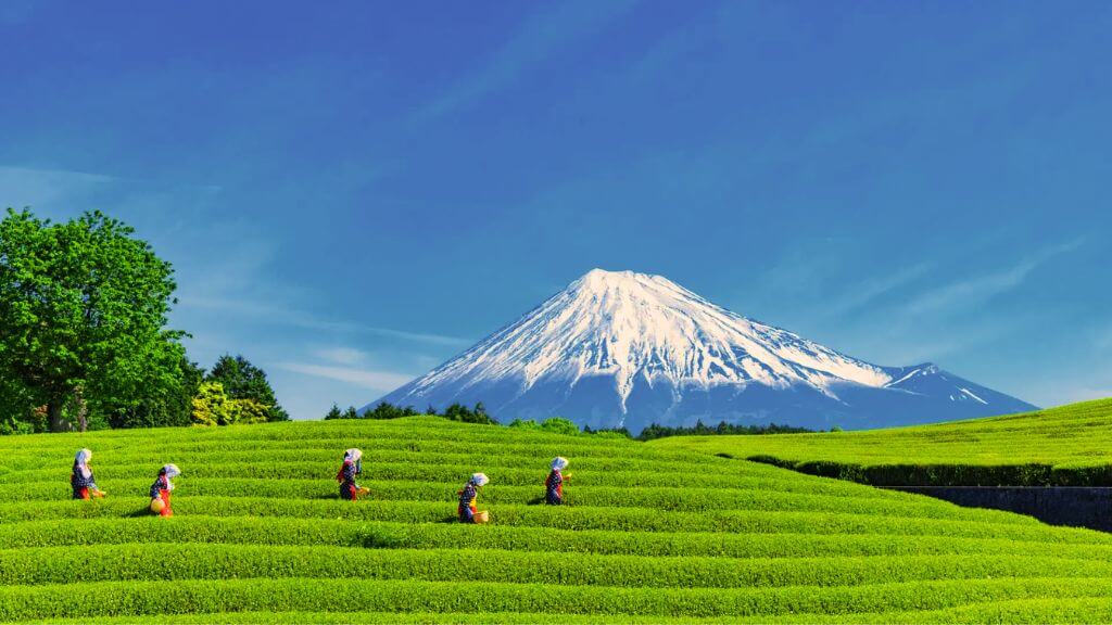 Chạm Hè Nhật Bản  Shizuoka – Núi Phú Sĩ – Tokyo 5N4Đ Từ Hà Nội   Vietjet Air